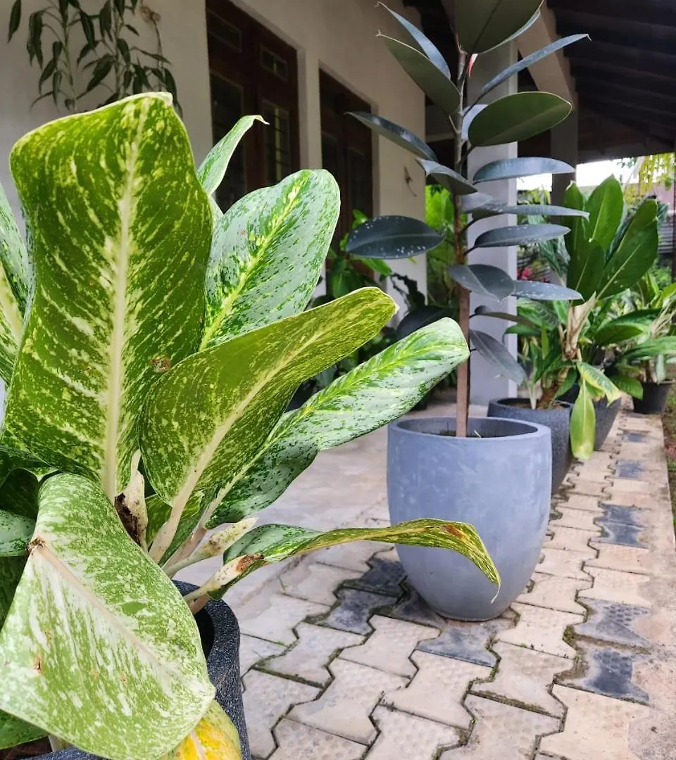 The Train Cottage Kandy - Homestay Hindagala Sri Lanka